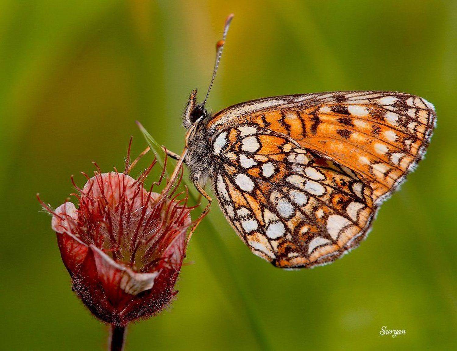 — Красивые девушки? — Что ты! Ножки то-о-оненькие!... Автор: Олег Сурьянинов , Олег Сурьянинов