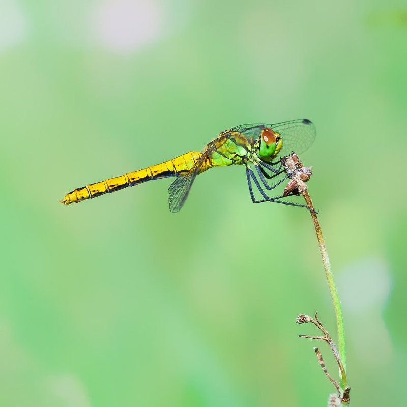 Стрекозьи этюдыphoto preview