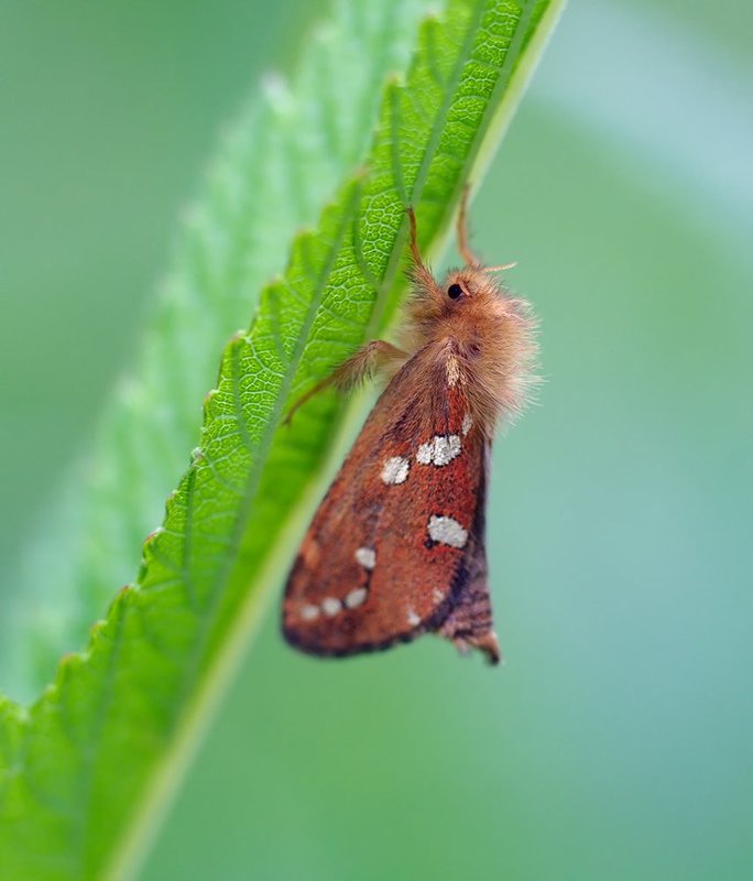 phymatopus hecta, бабочка, макро Бабочка Phymatopus hectaphoto preview