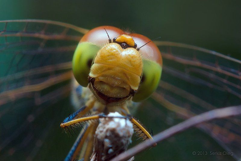 Happy facephoto preview