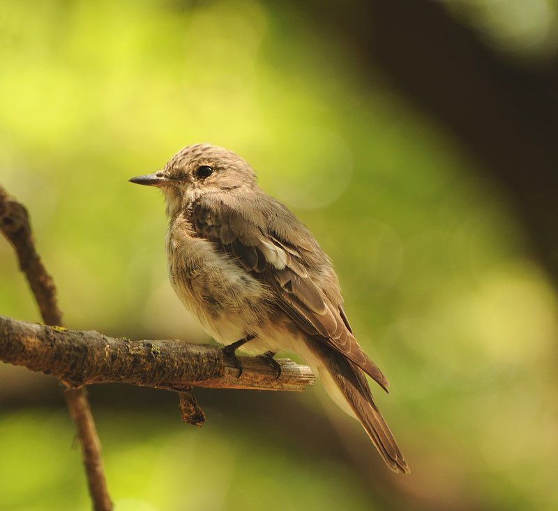 ***** фото превью
