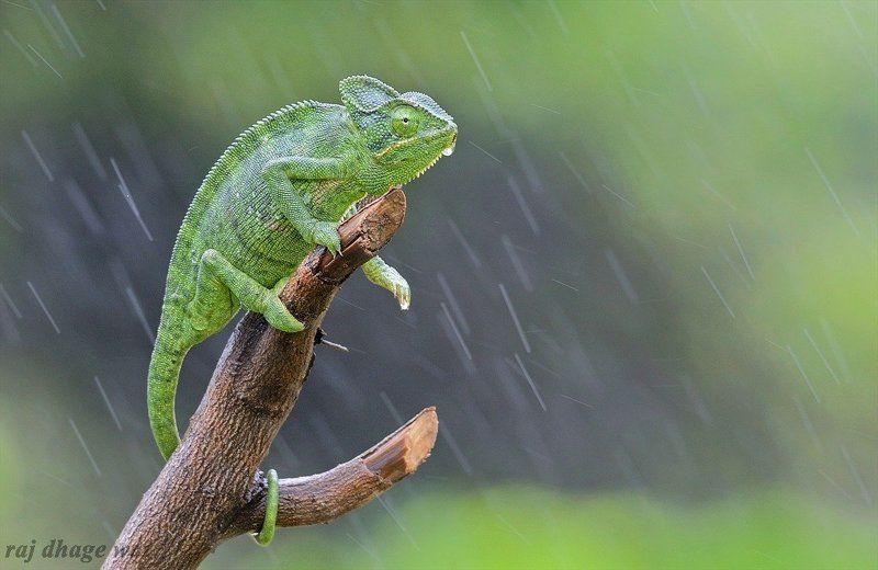 chameleonphoto preview