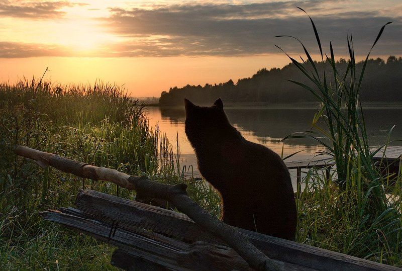 Там живёт рыба...... фото превью