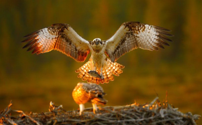 папа несет рыбкуphoto preview