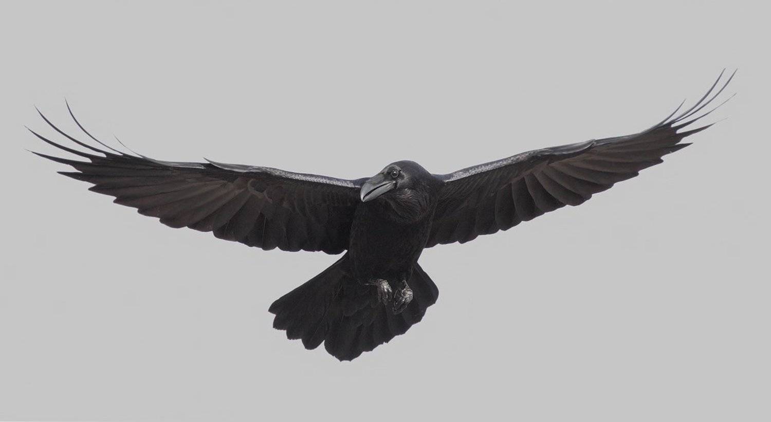 , Стефан Дянков