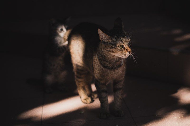 Мамка и ее забиякаphoto preview