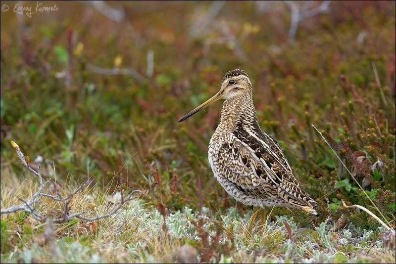 Японский бекас в зарослях шикшиphoto preview