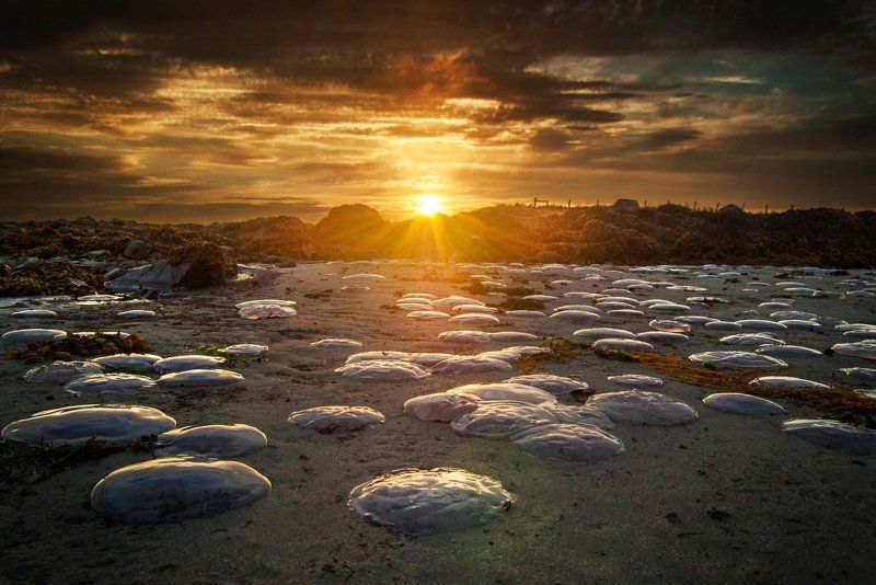 Jellyfish Sunsetphoto preview