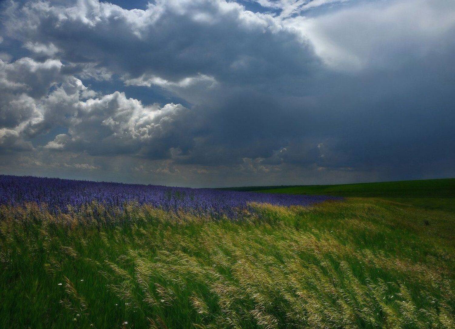 Степной ветер. Автор: Животков Андрей степь, гроза, Животков Андрей