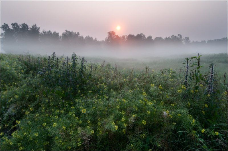 НЕЖНОСТЬ УТРЕННЕЙ РОСЫphoto preview