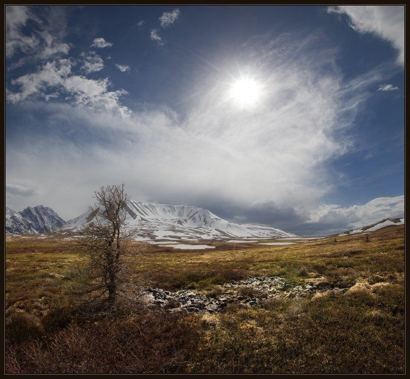 Алтай, Горы, Дерево, Моховое, Облака, Снег, Солнце, Ярославский виталий Солнечная Увертюраphoto preview