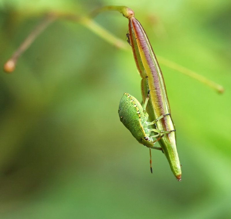 Букашка, Макро, Насекомое ***photo preview