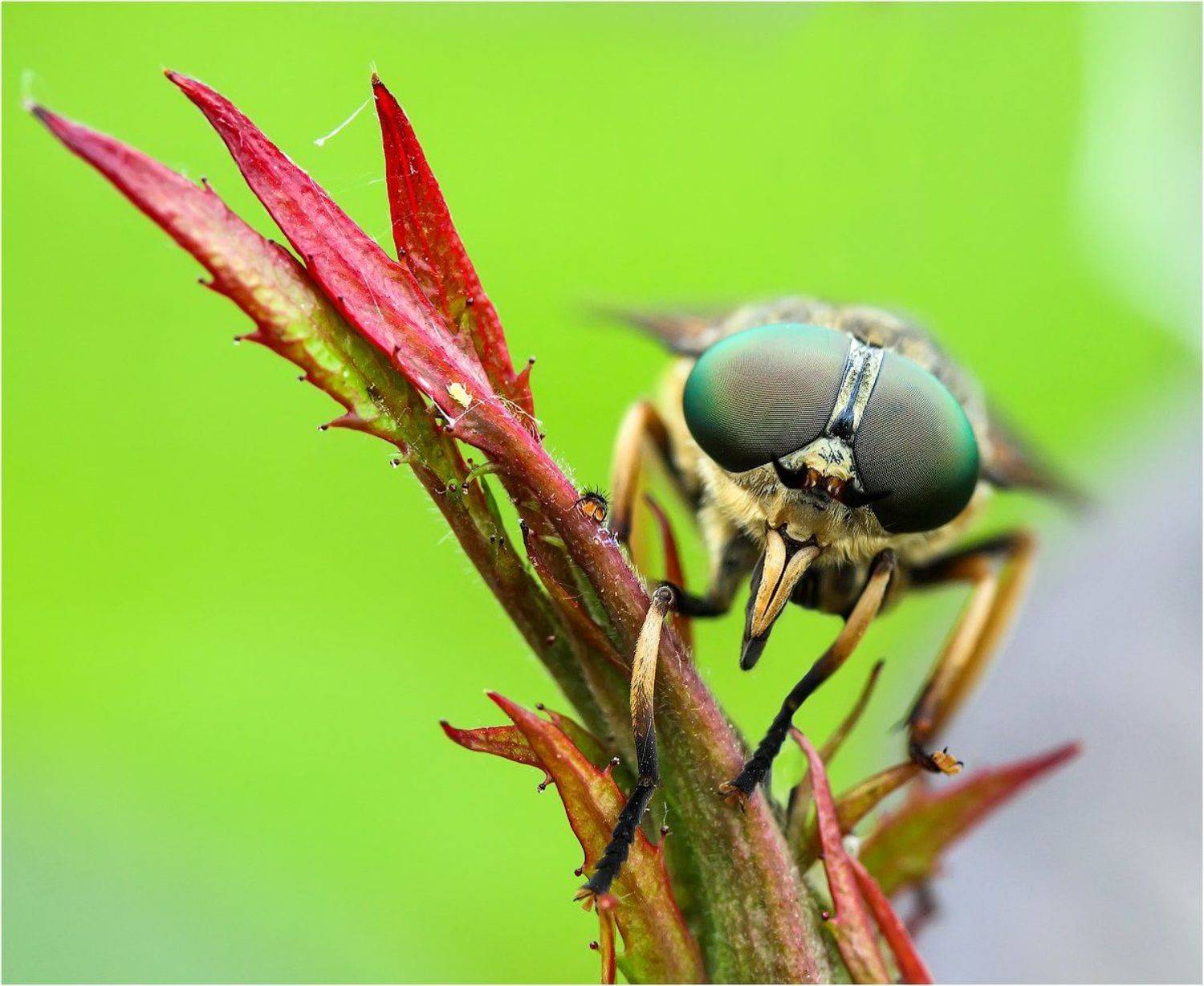 Кровопиец. Автор: Uncle_Vova (Владимир Веснин) , Uncle_Vova (Владимир Веснин)