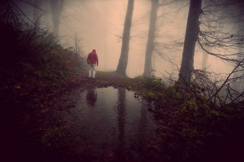 in the forestphoto preview