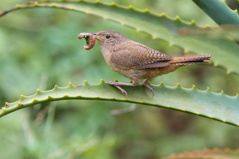 Бразилия, Домовый крапивник, Птицы Крапивник и его обедphoto preview