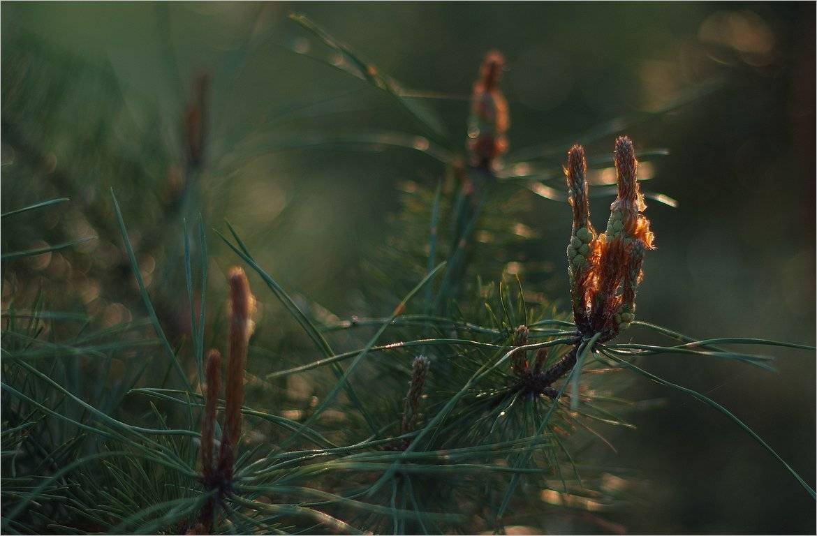 когда цветёт сосна.... Автор: Николай Шахманцир , Николай Шахманцир