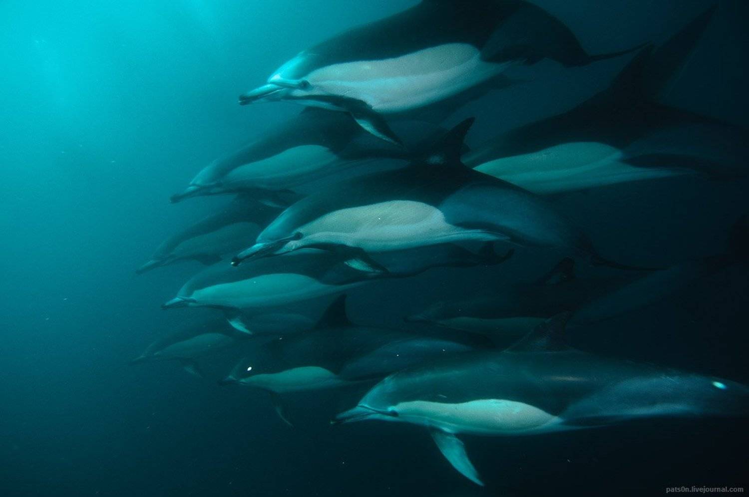 Дельфины, Юар, Александр Сафонов