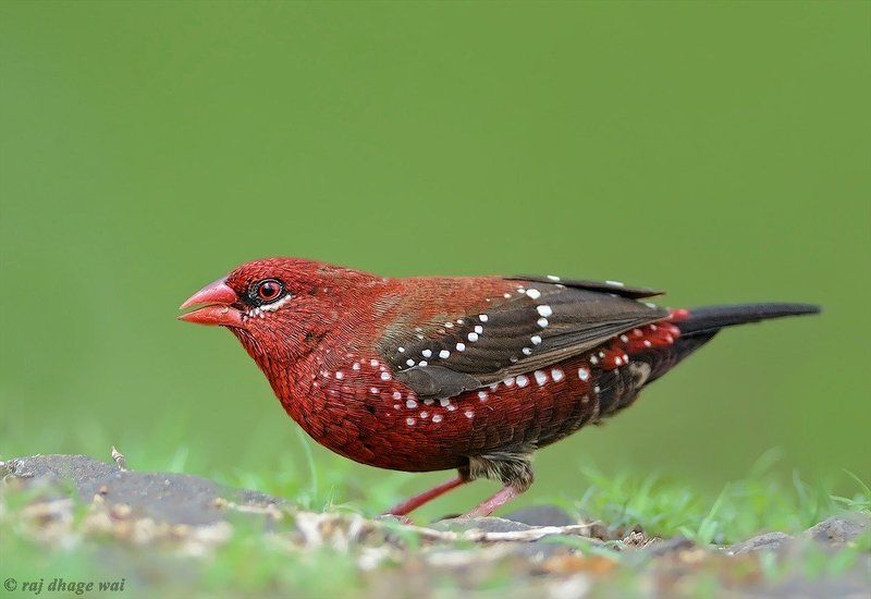 Red Avadavat, male (red munya)photo preview