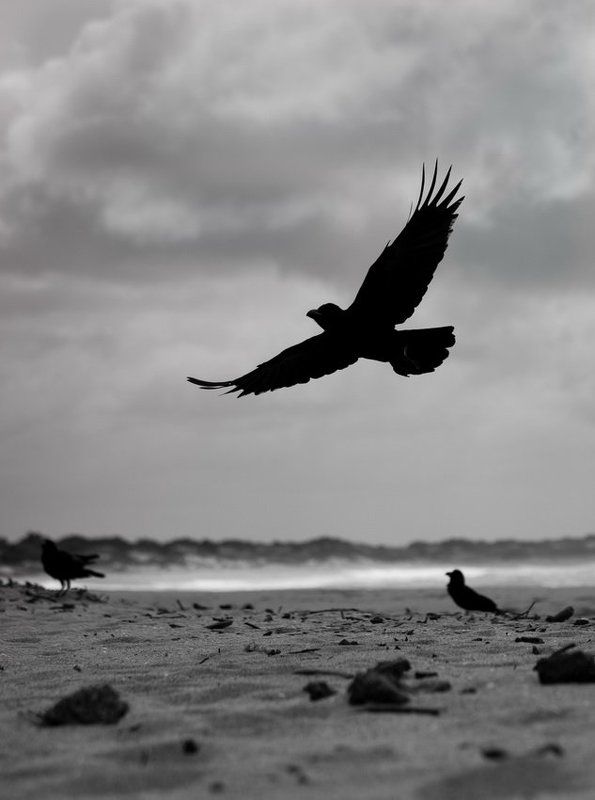 вороны фото превью