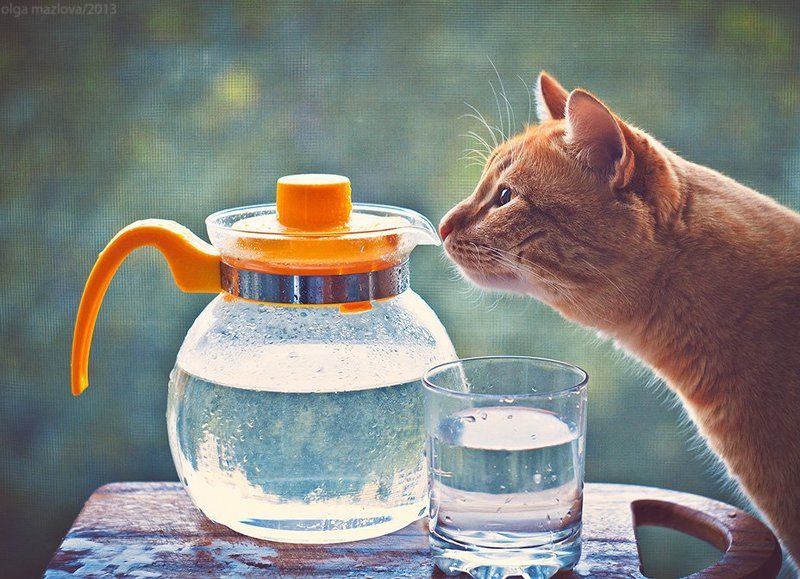 ... фото превью