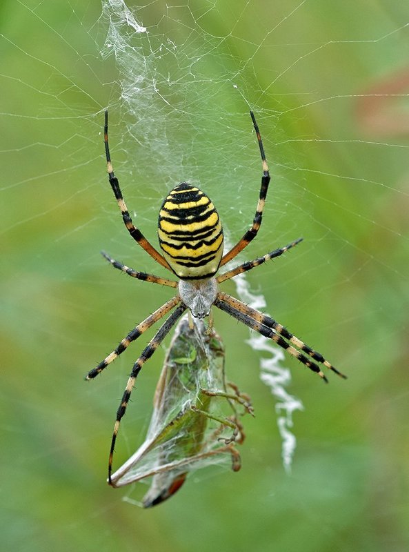 аргиопа брюнниха (argiope bruenn, макро, паук, паук и жертва, паутина Аргиопа Брюннихаphoto preview