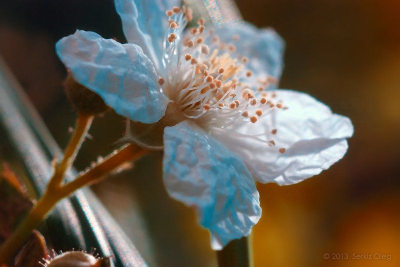 ~The Flower~photo preview