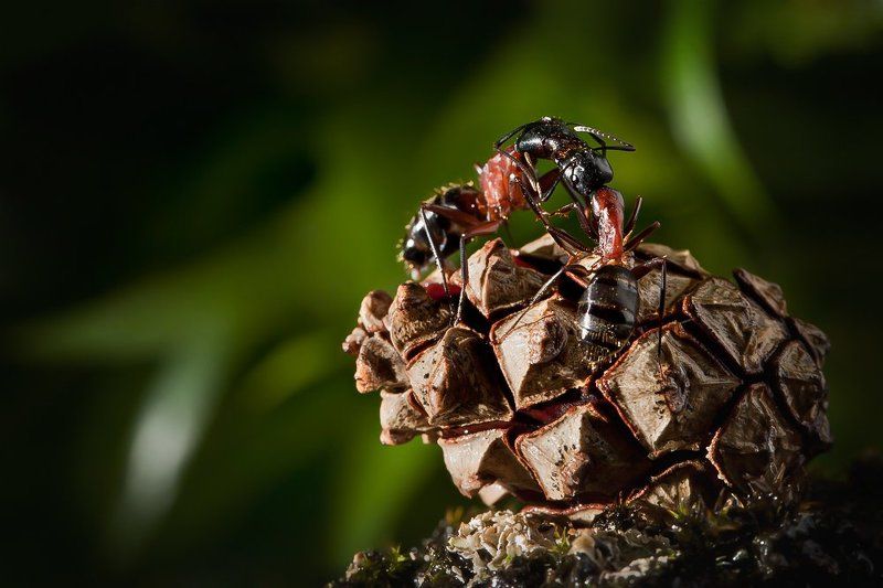 Kiss фото превью
