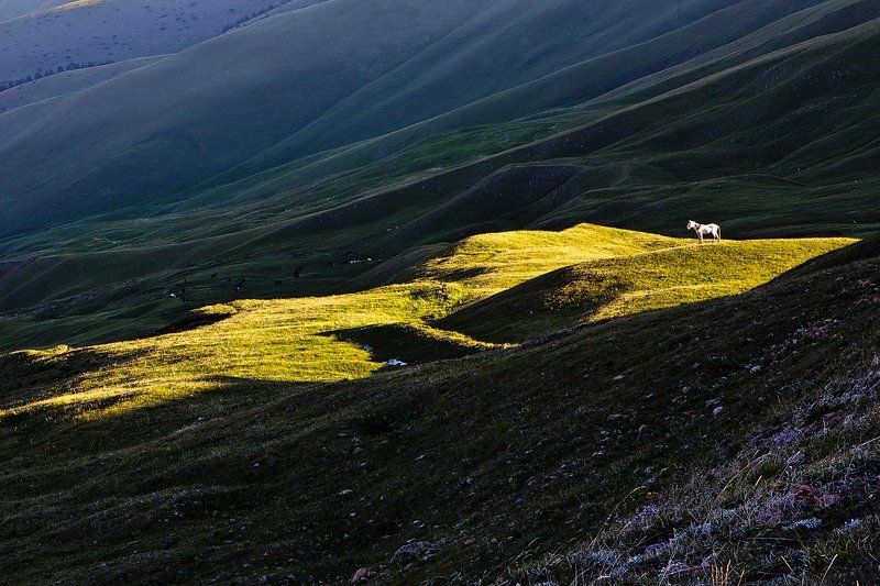 Лошадь белаяphoto preview