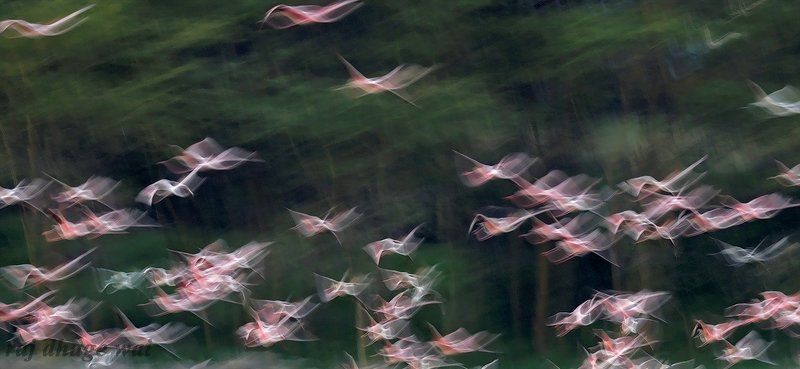 flamingosphoto preview