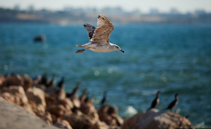 Севастопольphoto preview