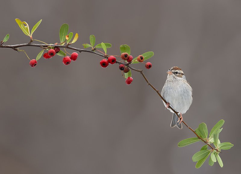 обыкновенная воробьиная овсянка, chipping sparrow, sparrow, овсянка Chipping sparrow. Обыкновенная воробьиная овсянкаphoto preview