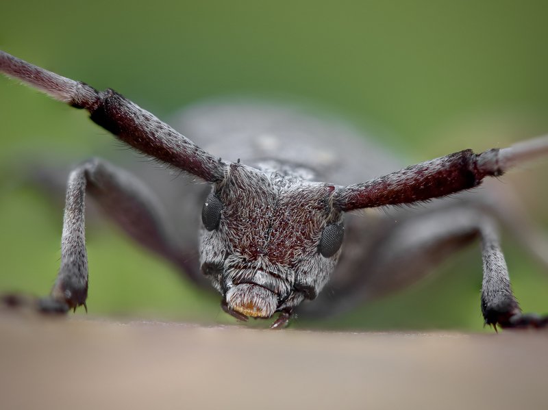 Макро Иванычphoto preview