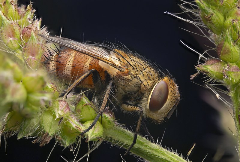 макро, муха, насекомые, макрофото, макромир мушка готовится ко снуphoto preview