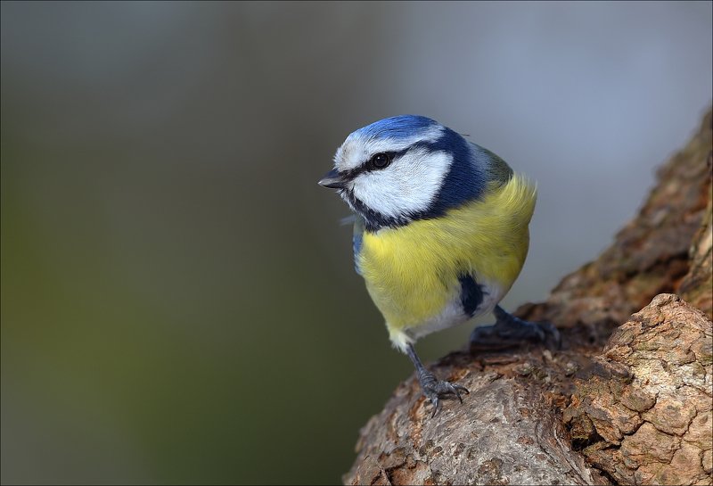 синица, лазоревка Лазоревкаphoto preview