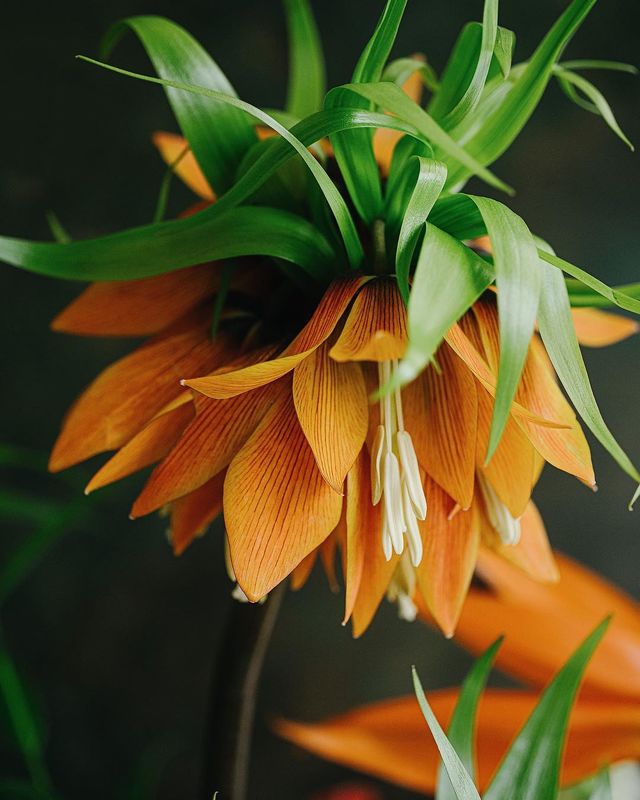 натюрморт, букет, цветы, оранжевый, красный photo preview