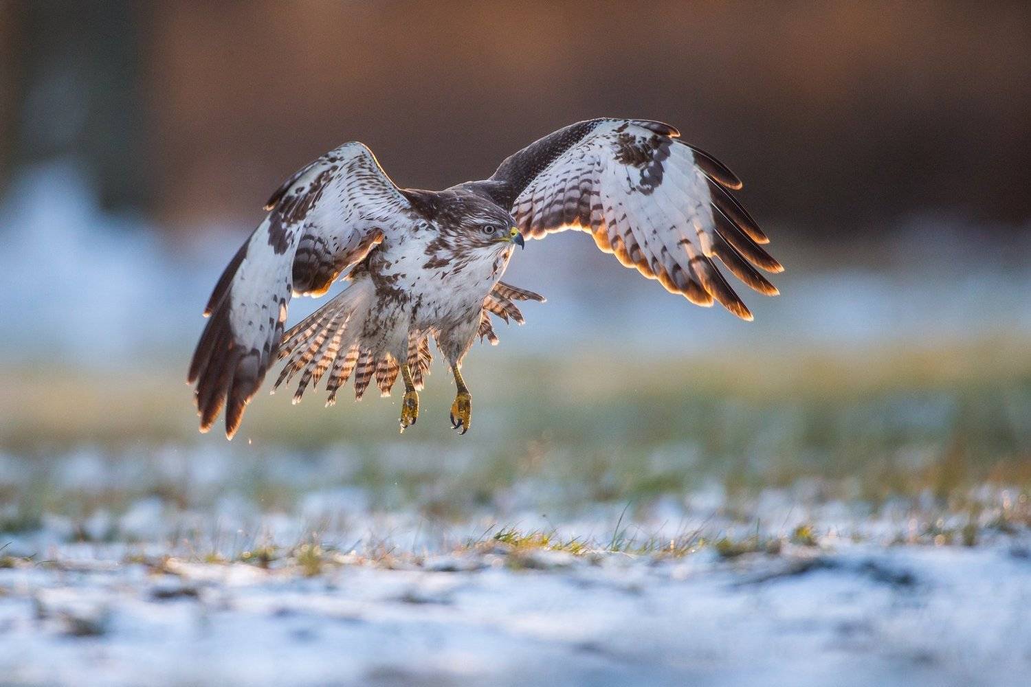 Morning flight. Автор: Lukasz Dobkowski , Lukasz Dobkowski