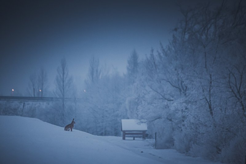 European harephoto preview