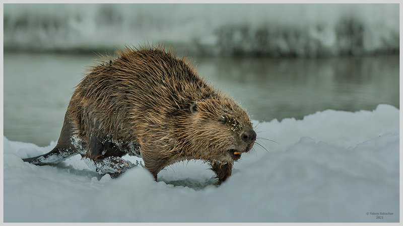 А я иду, шагаю по Москве...photo preview