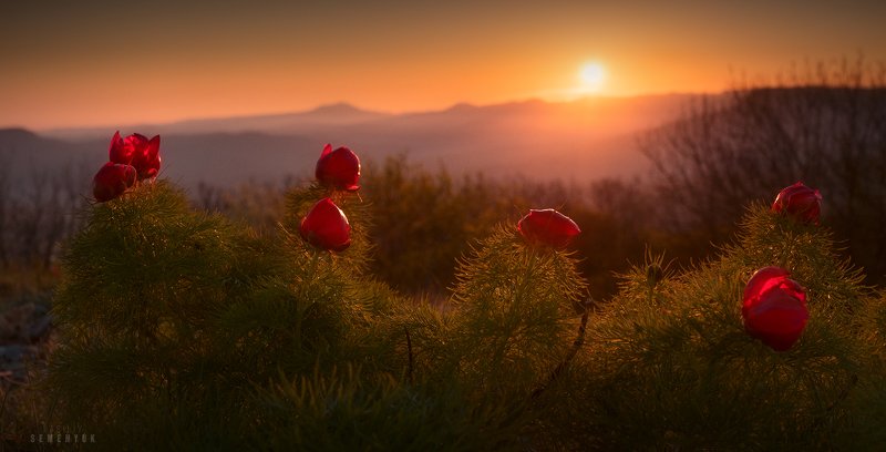 крым, рассвет, пионы, пион тонколистный, цветы, горы, чатыр-даг, солнце, горы, peony, flowers, mountain, dawn, crimea. Пионовый рассвет.photo preview