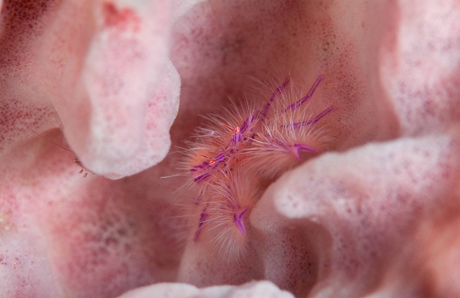 Про маленьких волосатых монстров. Автор: Нарчук Андрей , Нарчук Андрей