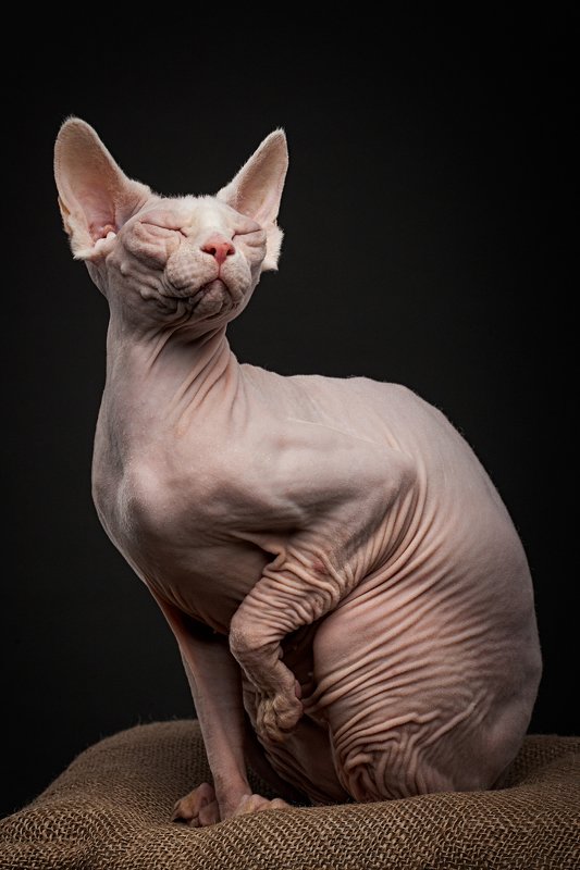 кошка, сфинкс, студия Mimiza Elit Cat Violaphoto preview