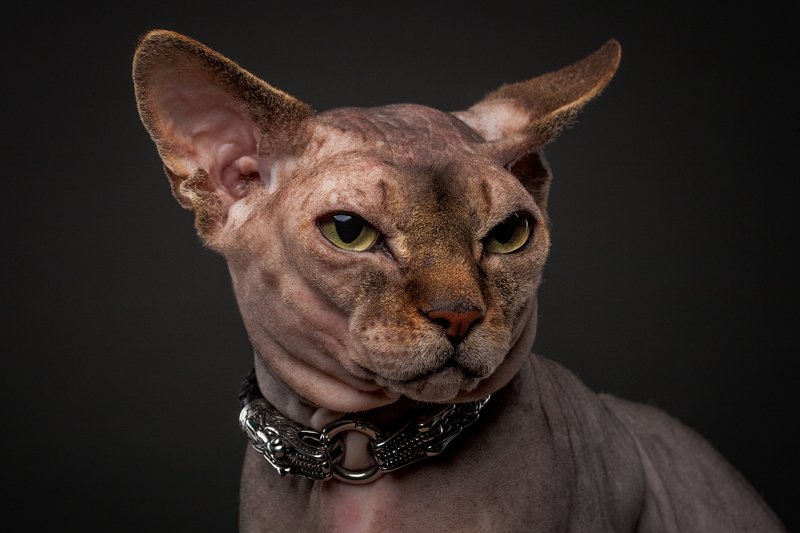 кот, сфинкс, портрет, студия Амадейphoto preview