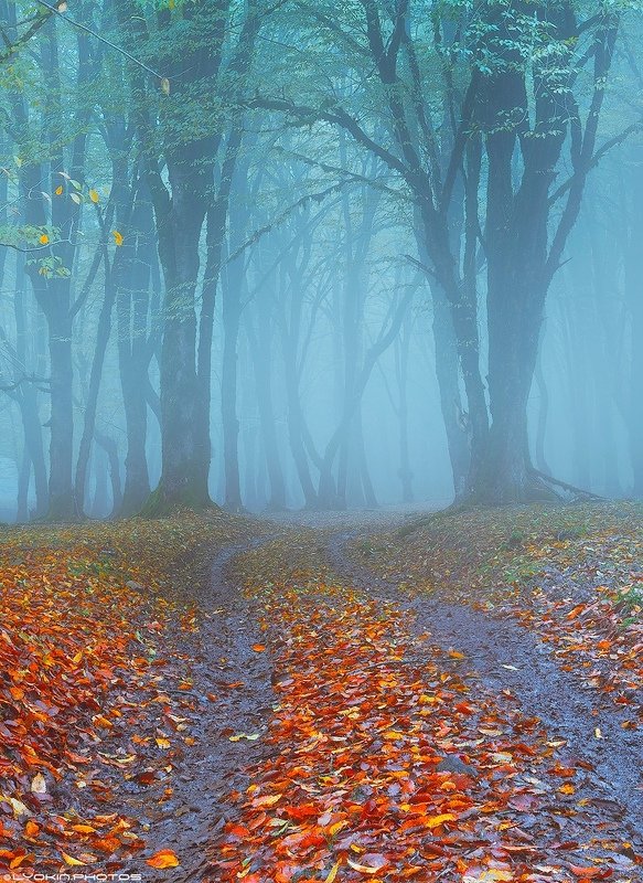 Лесная дорожка фото превью