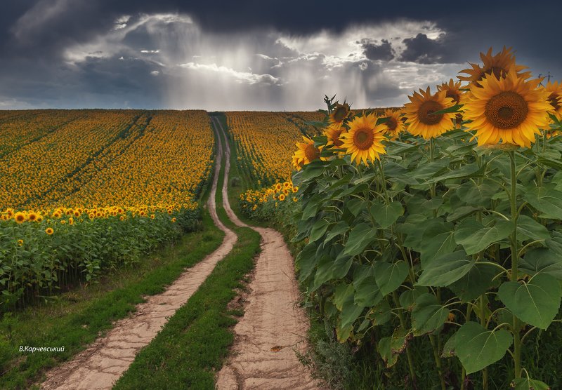 За селом....photo preview