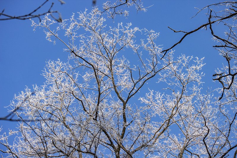 beautiful, красивый, moment, момент, nature, природа, зимняя, winter, зима, trees, деревья, cold, холодно, frost, мороз, snow, снег, frost, иней, hoarfrost, изморозь, sky, небо, Надо мной...photo preview