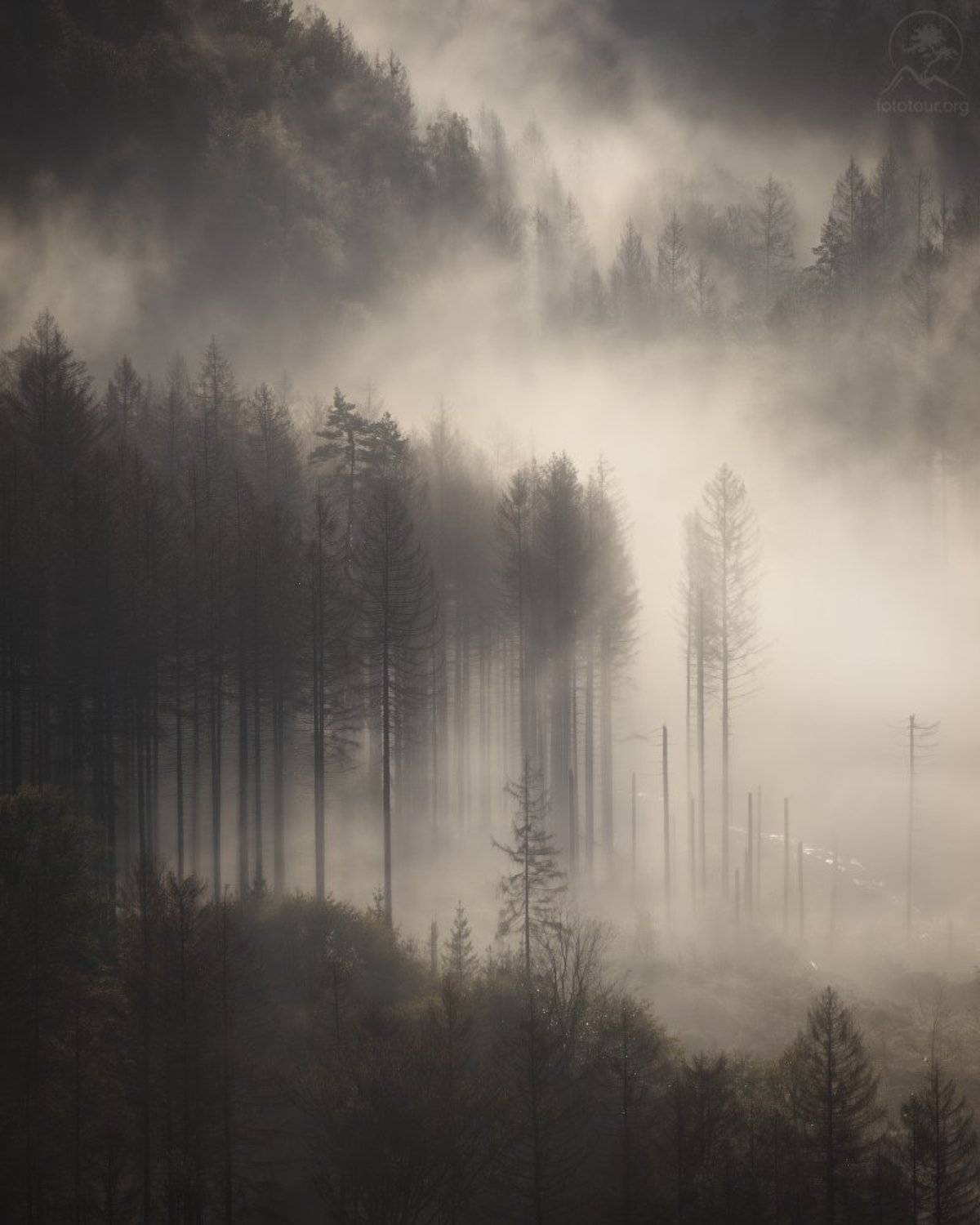 Туманы земли германской. Автор: Анатолий Гордиенко , Анатолий Гордиенко