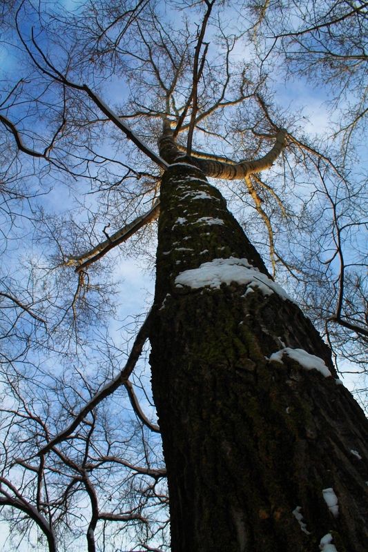 деревья, зима Деревьяphoto preview