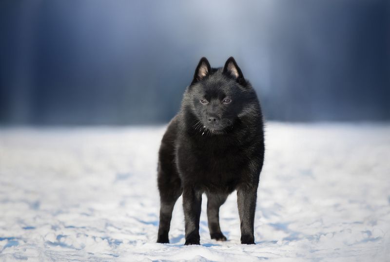 Snow schipperkephoto preview