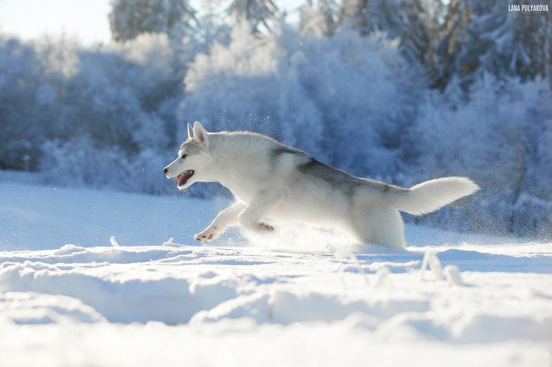 собака, хаски, зима, природа, животные Хаски. Солнце в Петербургеphoto preview