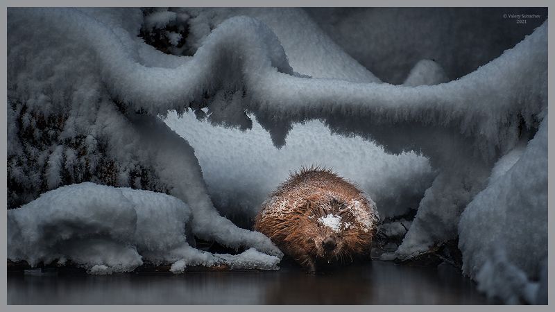 Чертогphoto preview